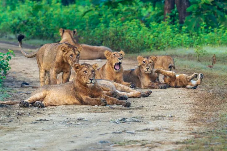 Taxi service to Gir Jungle Safari in Sasan Gir, Gujarat — visited on Mahadev Cabs taxi routes from Rajkot